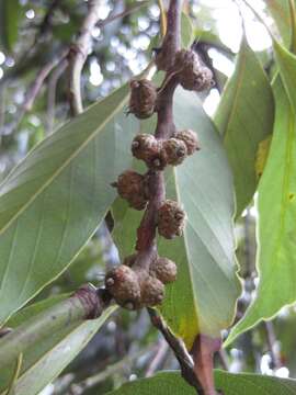 Image of Indian Mahogany