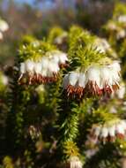 Image of Erica bruniifolia var. bruniifolia