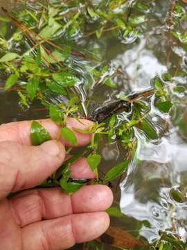 Image of Round-Fruit Hedge-Hyssop