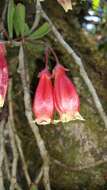 Image of Kalanchoe gracilipes (Bak.) Baill.