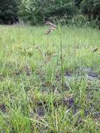 Image of Elliott's Beak Sedge