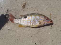 Image of Bream