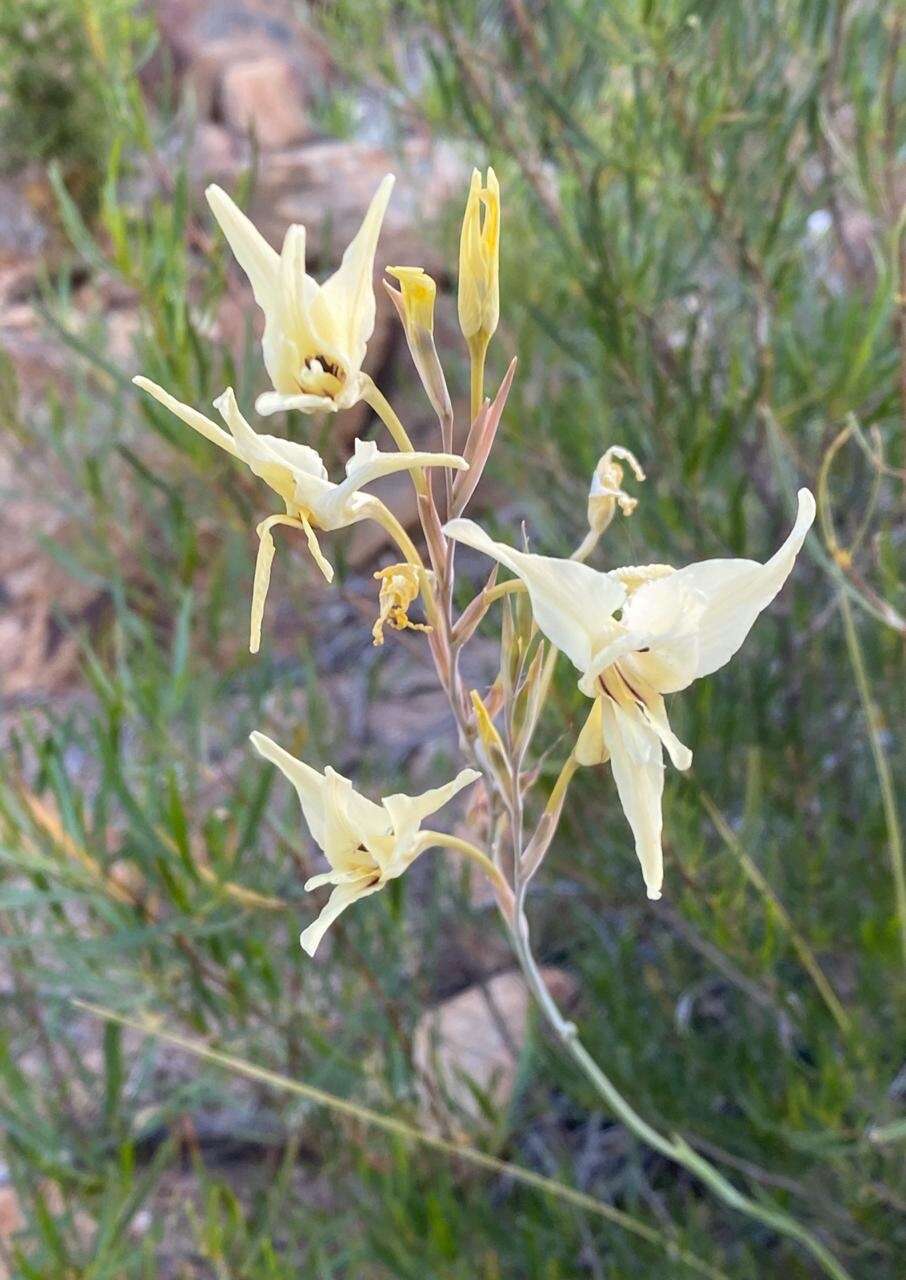 Imagem de Gladiolus leptosiphon F. Bolus