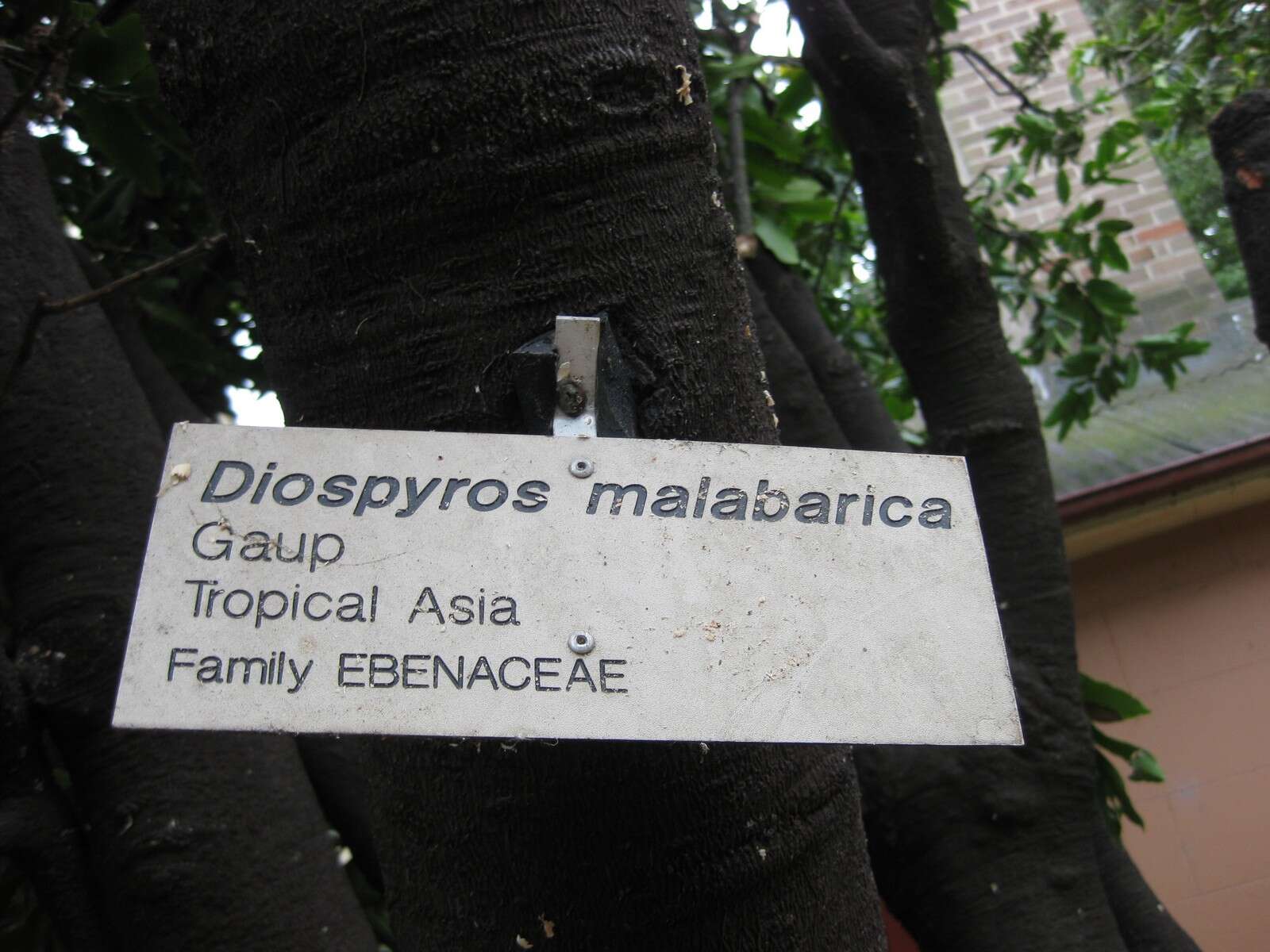 Image of Diospyros malabarica (Desr.) Kostel.