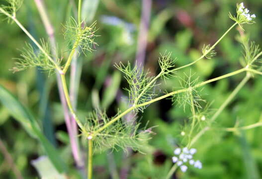 Plancia ëd Ptilimnium capillaceum (Michx.) Raf.