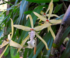 Image of Miltonia flavescens (Lindl.) Lindl.