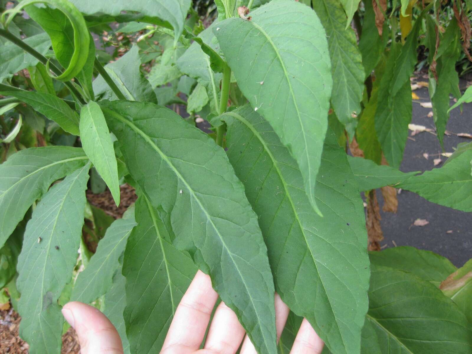 Image of cultivated tobacco