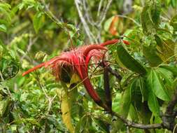 Image of wild chestnut