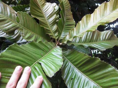 Image of Chrysophyllum imperiale (Linden ex K. Koch & Fintelm.) Benth. & Hook. fil.