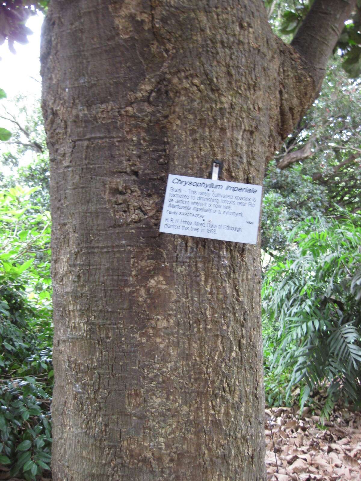 Слика од Chrysophyllum imperiale (Linden ex K. Koch & Fintelm.) Benth. & Hook. fil.