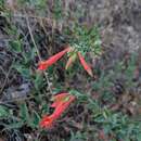 صورة Epilobium canum subsp. garrettii (A. Nels.) P. H. Raven