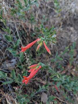 Image de Epilobium canum subsp. garrettii (A. Nels.) P. H. Raven