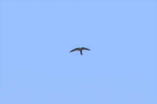 Image of Cook's Swift