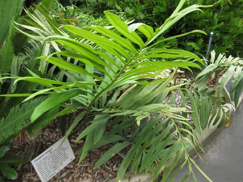 Image of Natal Grass Cycad