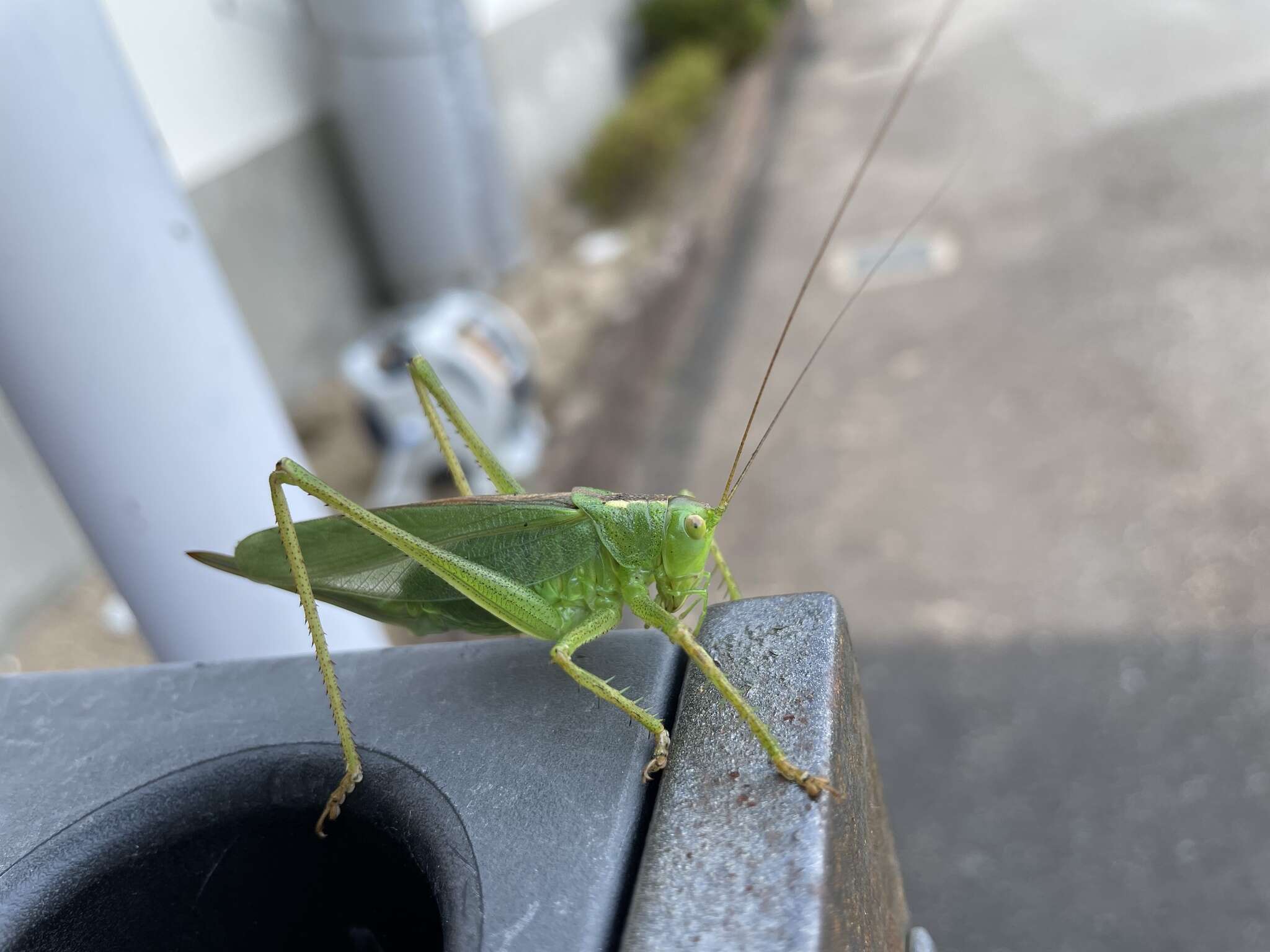 Image de Tettigonia orientalis Uvarov 1924