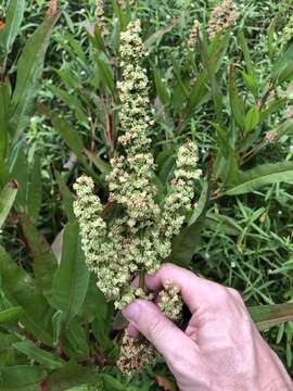 Rumex verticillatus subsp. floridanus (Meisner) Á. Löve resmi