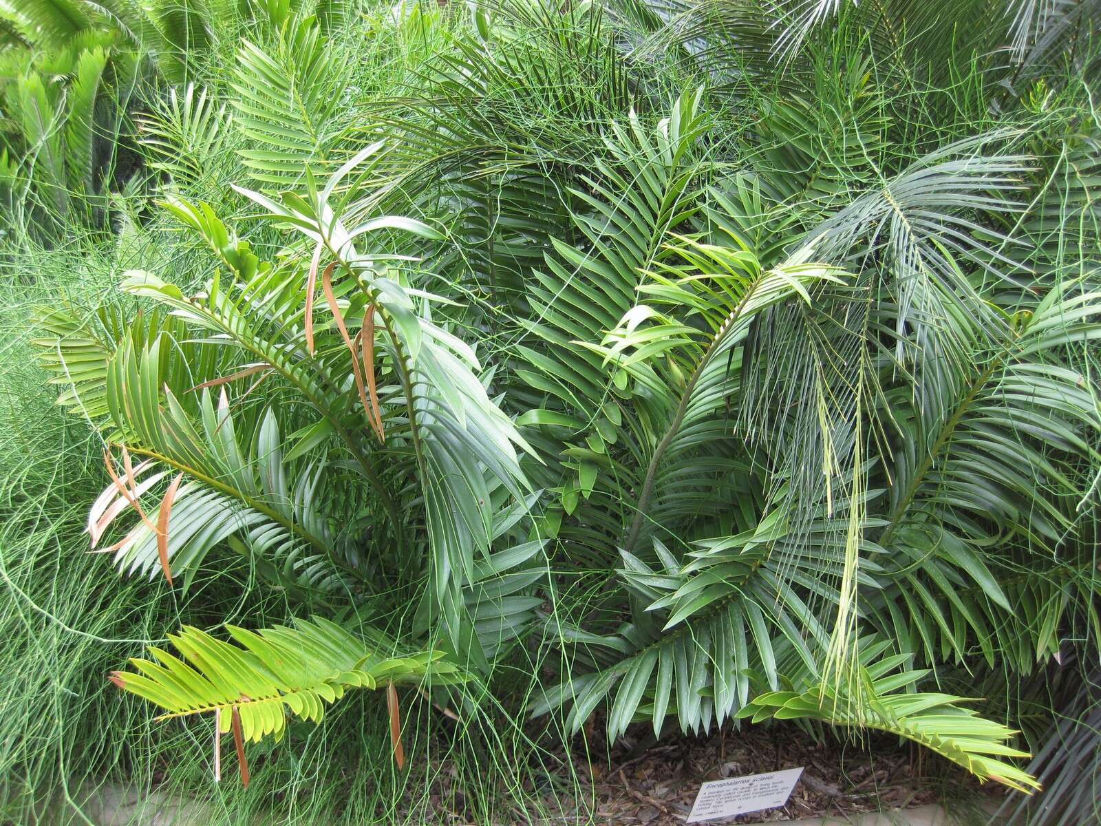 Image of Sclavo's Cycad