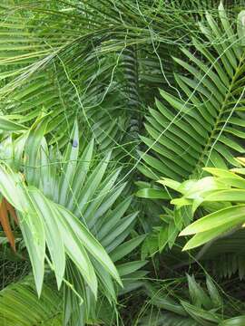 Image of Sclavo's Cycad