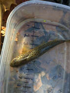 Image of Brown Trout