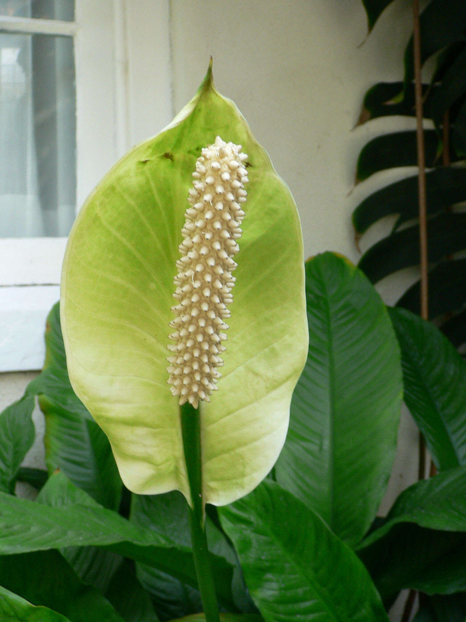 Image de Spathiphyllum floribundum (Linden & André) N. E. Br.