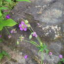 Image of Geranium soboliferum Kom.