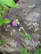 Sivun Geranium soboliferum Kom. kuva