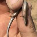 Image of Morocco Cylindrical Skink