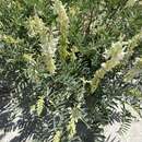 صورة Astragalus racemosus Pursh