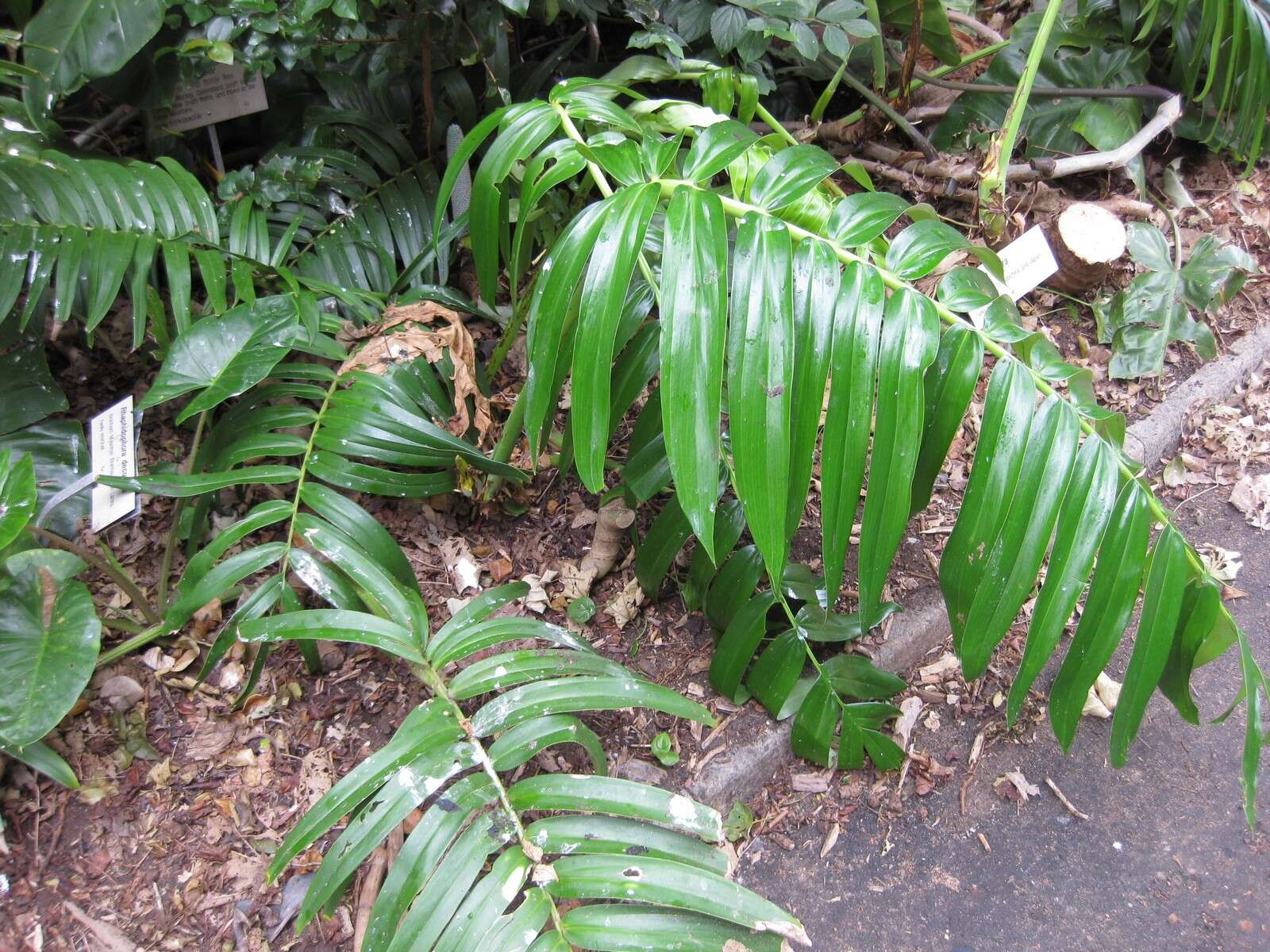 Image of Rhaphidophora decursiva (Roxb.) Schott