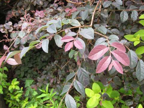 صورة Loropetalum chinense (R. Br.) Oliv.