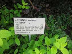 صورة Loropetalum chinense (R. Br.) Oliv.