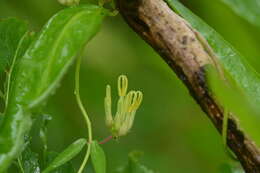 Imagem de Ceropegia odorata Nimmo