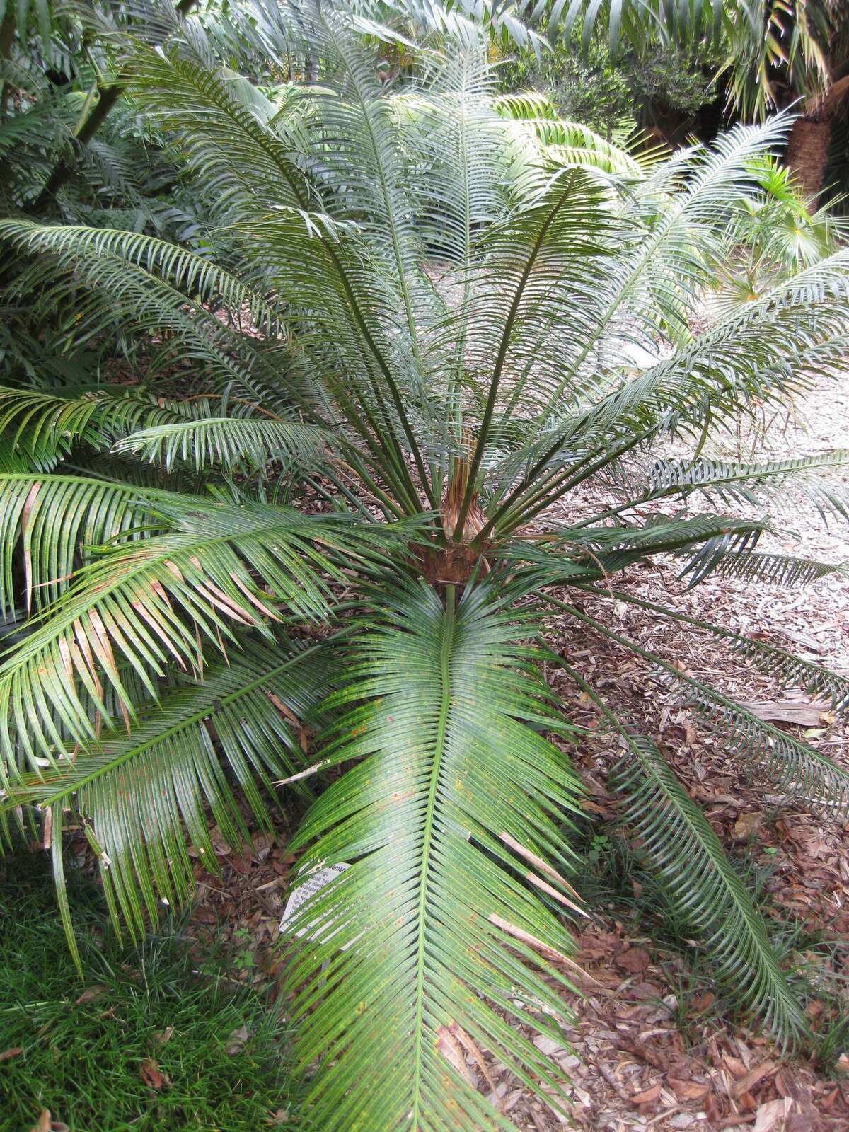 Image of Cycad