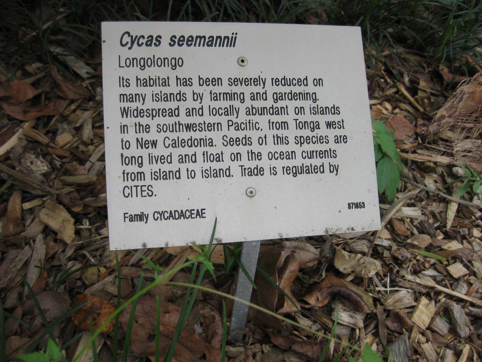 Image of Cycad