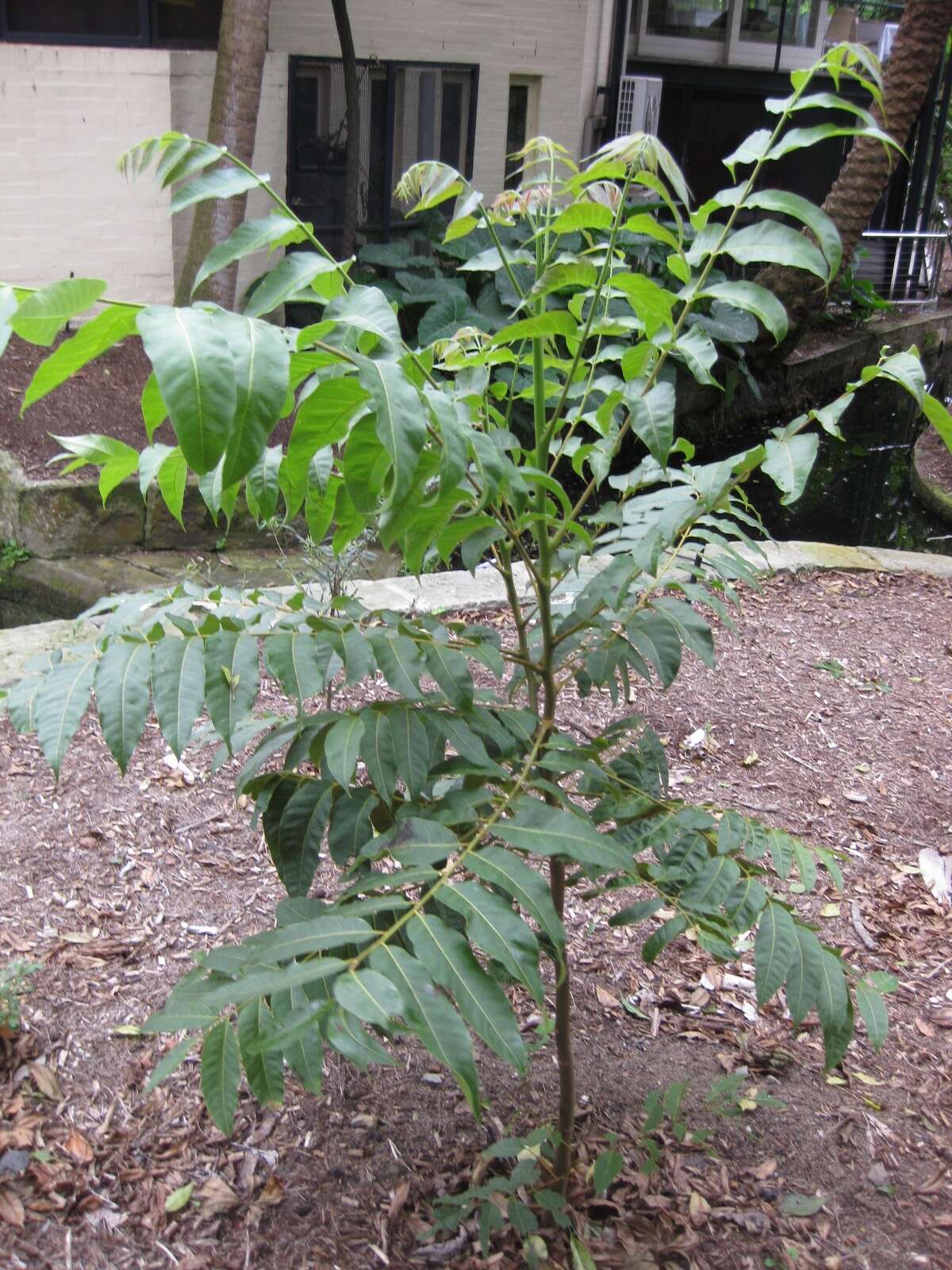 Image of Indian Mahogany