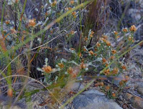 Слика од Elytropappus hispidus (L. fil.) Druce