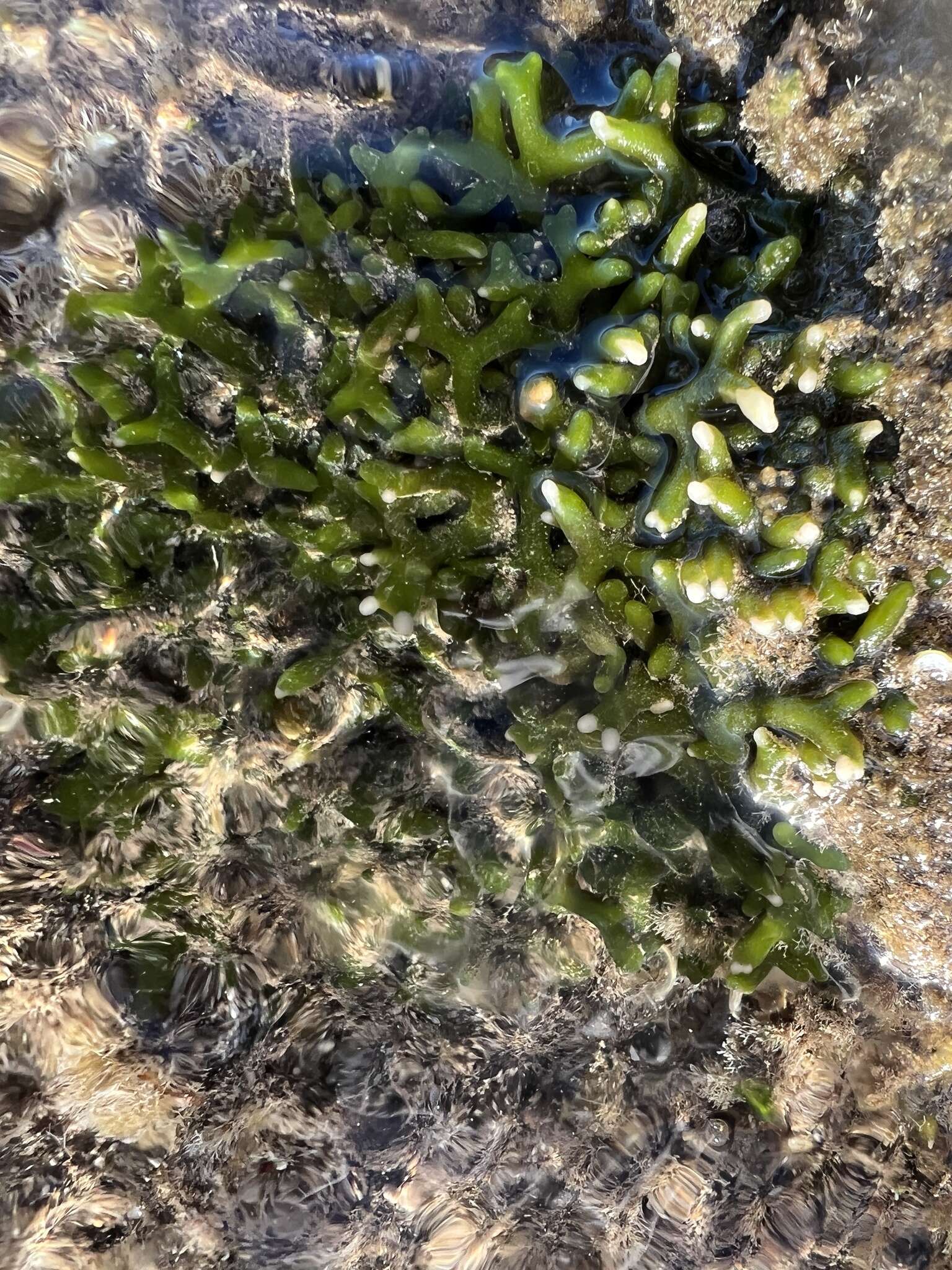 Image of Codium edule