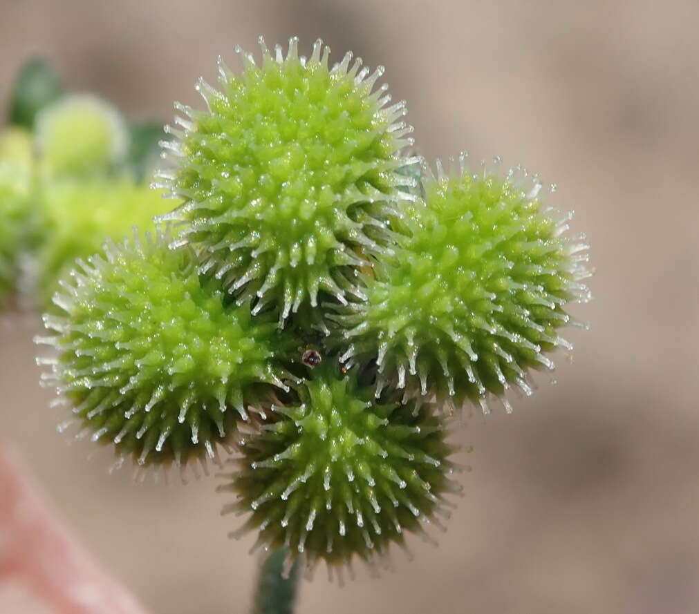 Image of Cynoglossum hispidum Thunb.