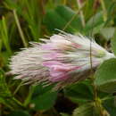 Sivun Trifolium incarnatum subsp. molinerii (Hornem.) Syme kuva