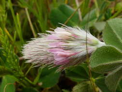 Image of Trifolium incarnatum subsp. molinerii (Hornem.) Syme