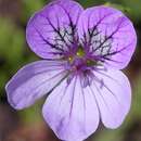 Sivun Erodium glandulosum (Cav.) Willd. kuva