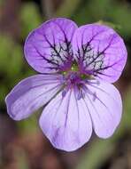 Sivun Erodium glandulosum (Cav.) Willd. kuva