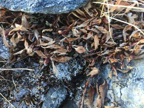 Image of Alpine bearberry