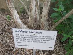 Image of Melaleuca alternifolia (Maiden & E. Betche) Cheel
