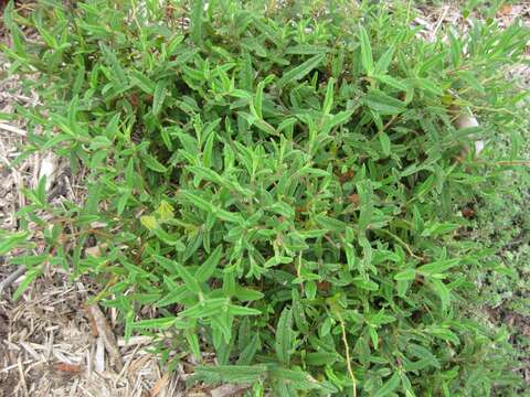 Imagem de Cistus monspeliensis L.