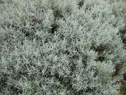 Image of lavender cotton