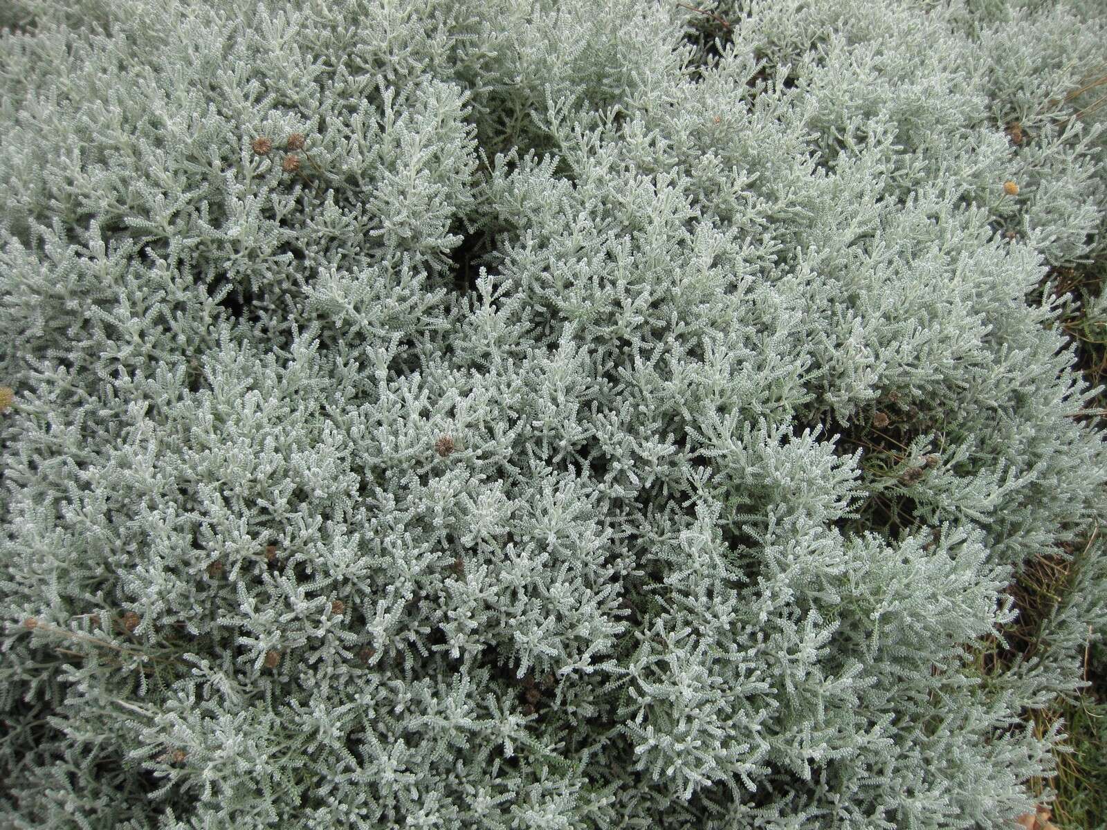 Image of lavender cotton