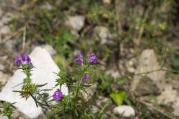 Image of Red hemp-nettle