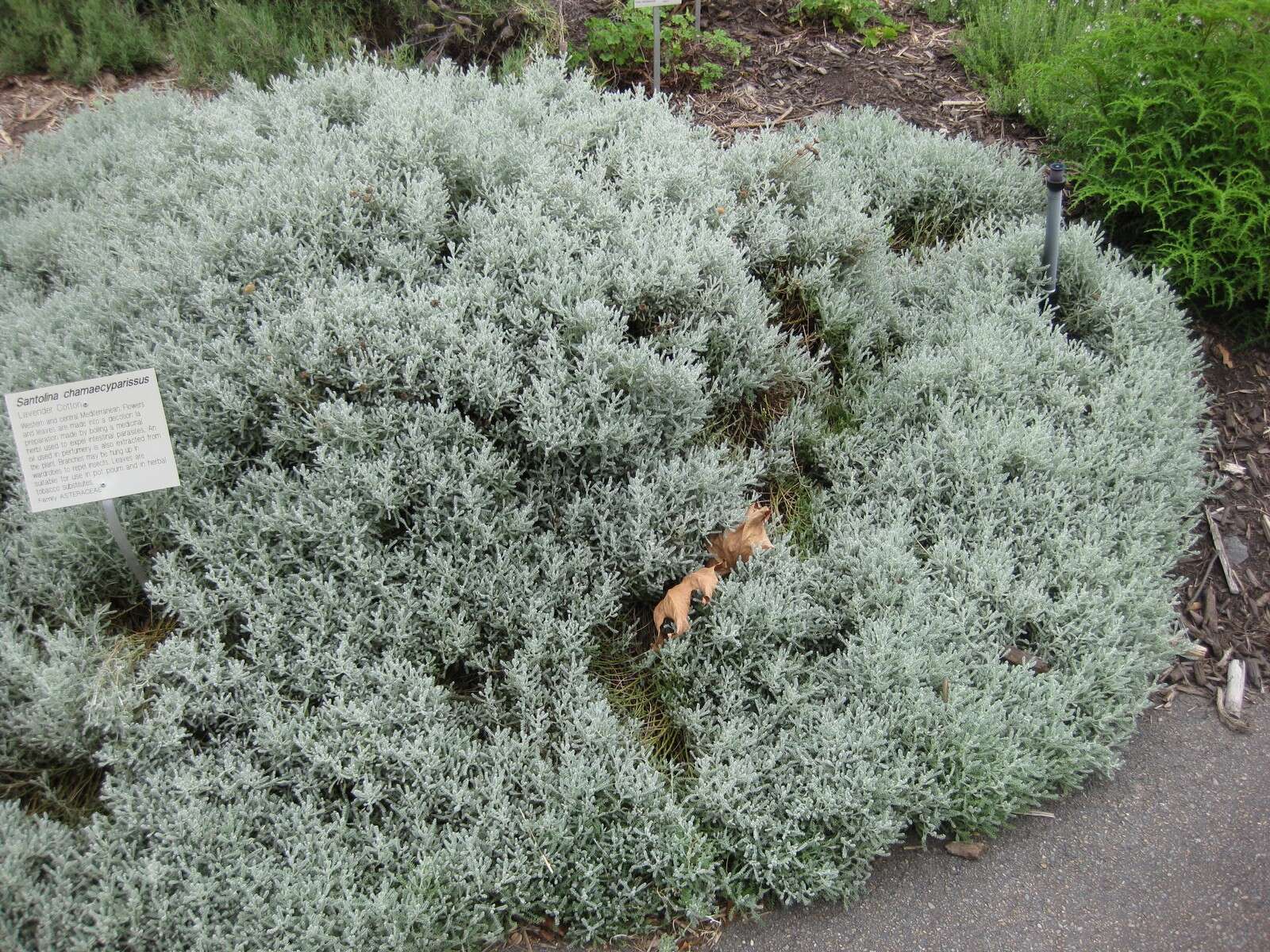 Image of lavender cotton