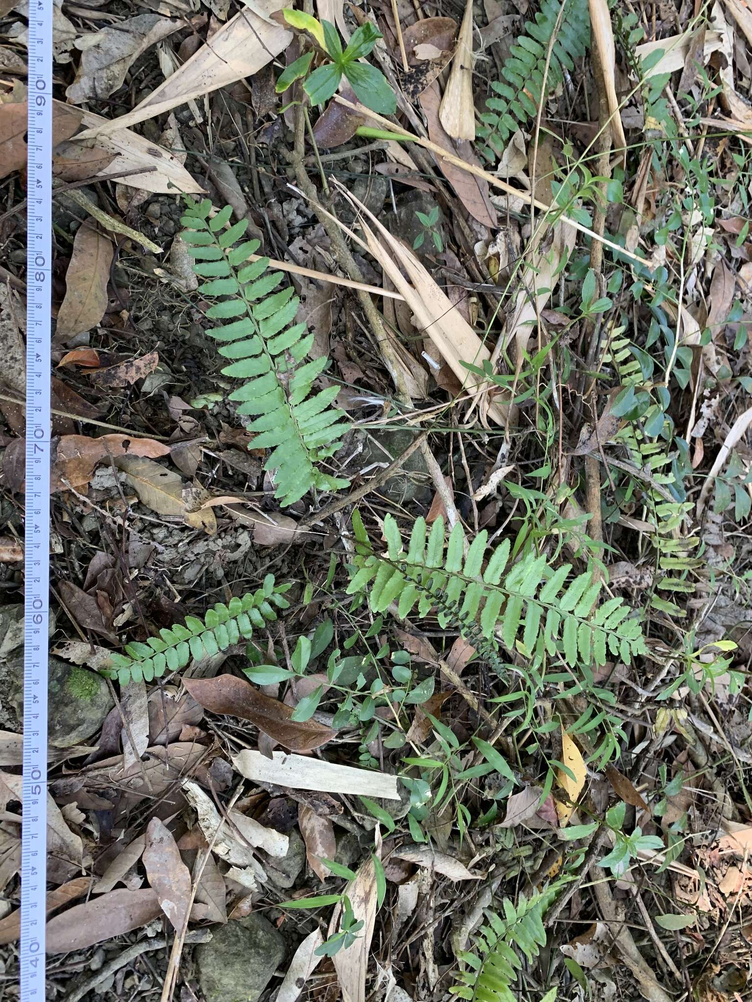 Plancia ëd Bolbitis rhizophylla (Kaulf.) Hennipman